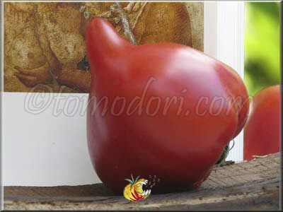 Tomate Téton de Venus