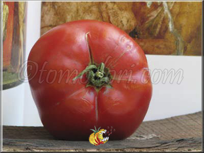 Tomate Téton de Venus
