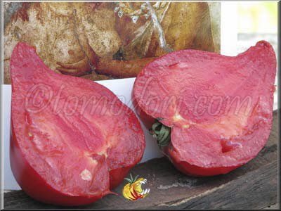 Tomate Téton de Venus