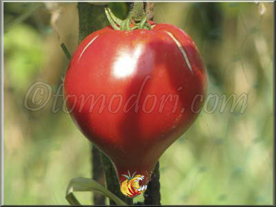 Tomate Téton de Venus