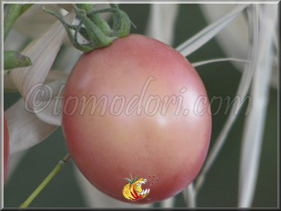 Tomate Thai Pink