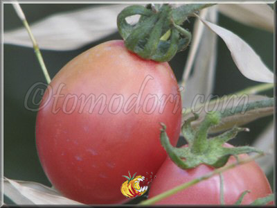 Tomate Thai Pink