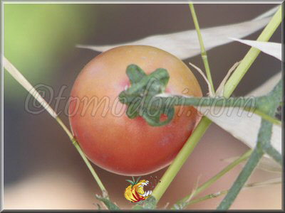 Tomate Thai Pink