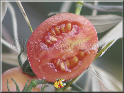 Tomate Thai Pink