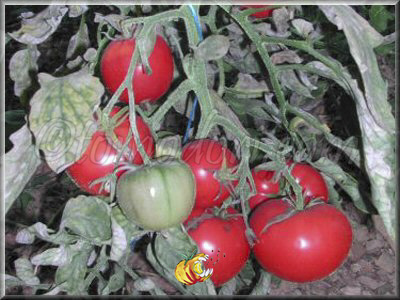 Tomate Tibet Apple