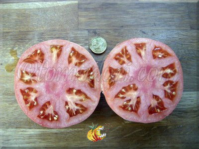 Tomate Tidwell German 