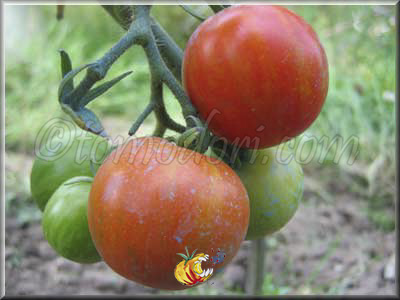 Tomate Tigerella
