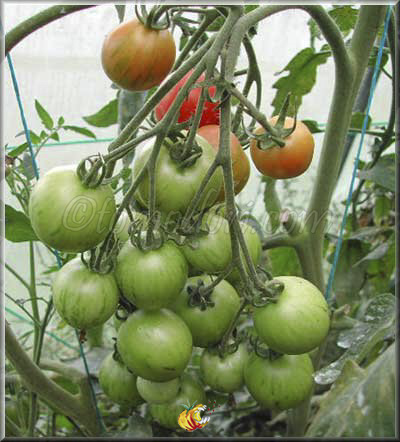 Tomate Tigerella
