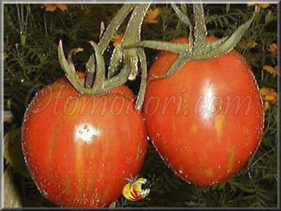 Tomate Tonnelet