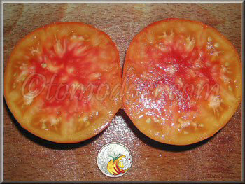 Tomate Tuxhorn