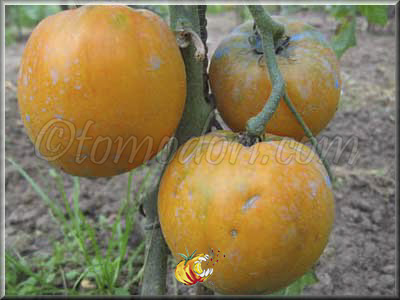 Tomate Verna Orange