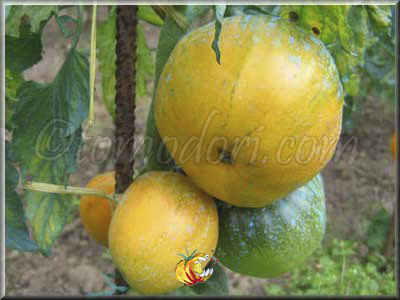 Tomate Verna Orange