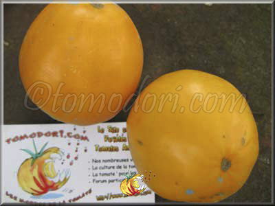 Tomate Verna Orange