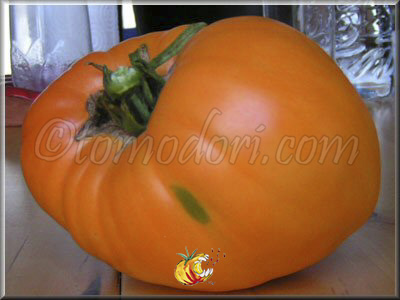 Tomate Verna Orange