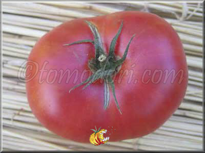 Tomate Violaceum