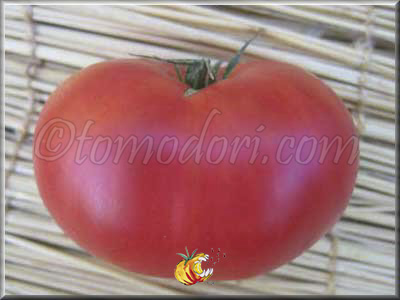 Tomate Violaceum