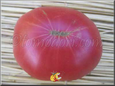 Tomate Violaceum
