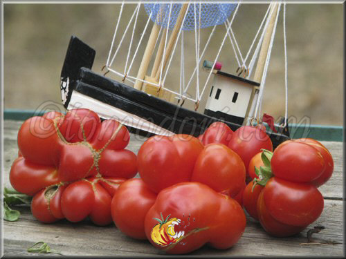 Tomate Voyage