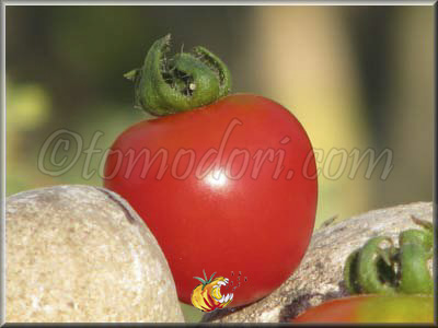 Tomate Washington Cherry