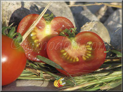 Tomate Washington Cherry