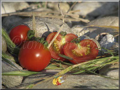 Tomate Washington Cherry