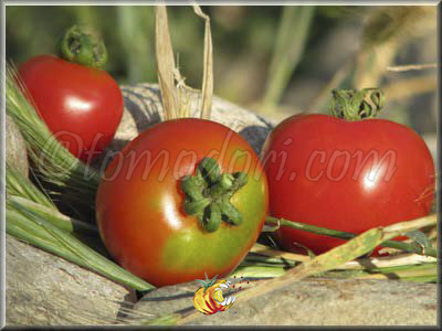 Tomate Washington Cherry
