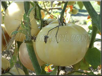 Tomate White Princess