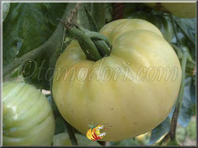 Tomate White Princess