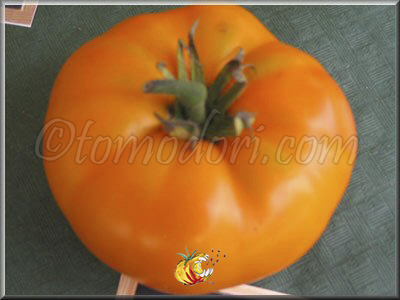 Tomate Yellow Brandywine