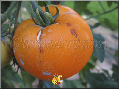 Tomate Zloty Orarovsky