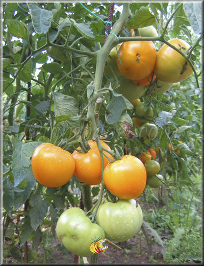 Tomate Zloty Orarovsky