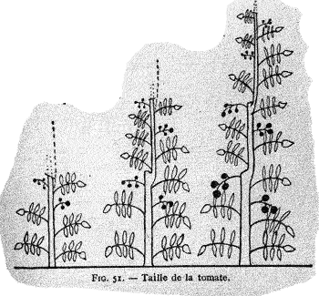 le parfait jardinier 1930