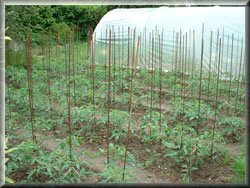 Plants Extérieurs Juin 2008