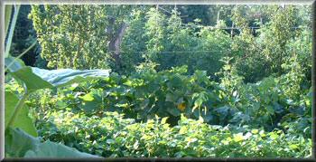 Potager juillet 2009