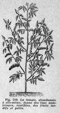 Truffaut édition 1942