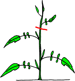 Illustration de la première étape de la taille sur trois tiges
