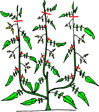 Illustration de la deuxième étape de la taille sur trois tiges
