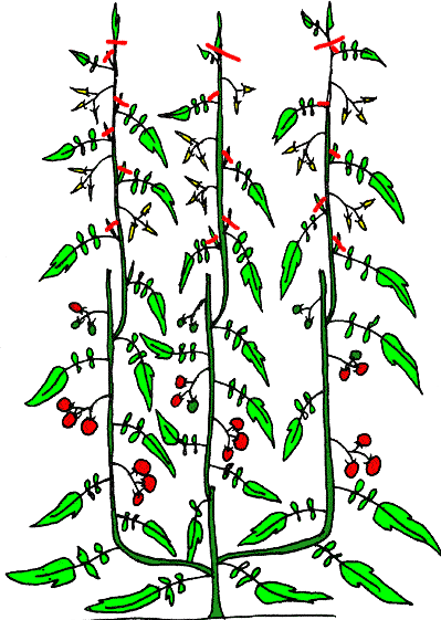 Illustration de la troisième étape de la taille sur trois tiges