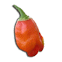 Les piments de Tomodori