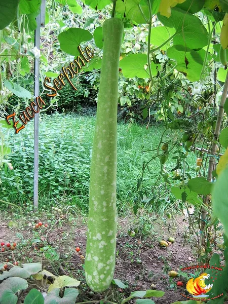 Zucca serpente courge de Sicile