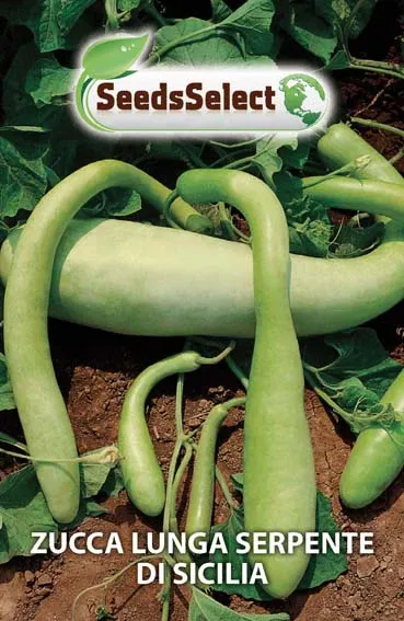 Zucca serpente courge de Sicile