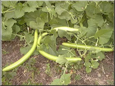 Zucca serpente courge de Sicile