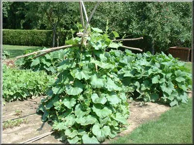 Zucca serpente courge de Sicile