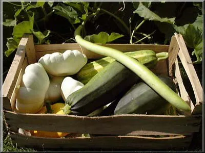 Zucca serpente courge de Sicile