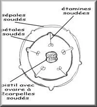 Fleur de tomate