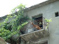 Aspromonte – animaux dans un village