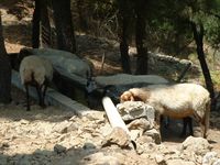 Aspromonte – dernier paysage