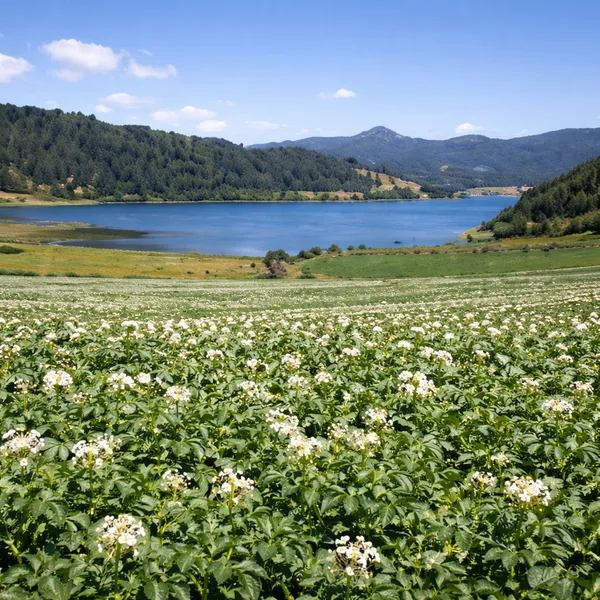 Champ de pommes de terre et lac Arvo