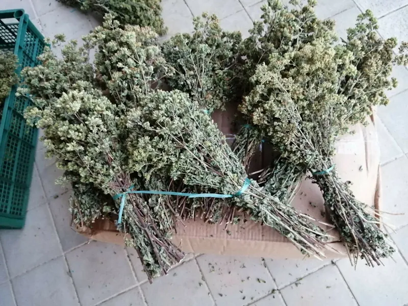 Origan en bouquet
