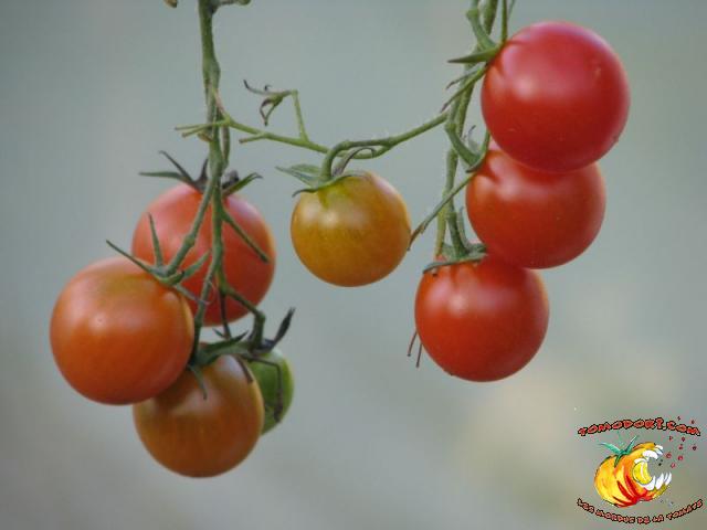 Tomate Be My Babe Gene Pool Cherry